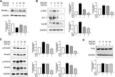 Therapeutic Effects of an Inhibitor of Thioredoxin Reductase on Liver Fibrosis by Inhibiting the Transforming Growth Factor-β1/Smads Pathway